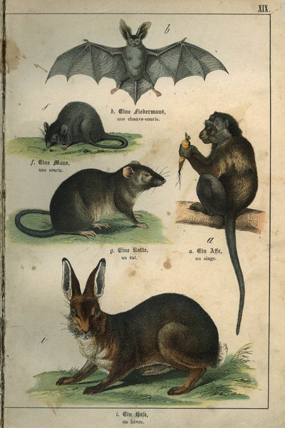 Zoologie: Darstellung einer Fledermaus, einer Maus, einer Ratte, eines Affen, eines Hasen. Tafel aus einem französisch-deutschen Kinderwörterbuch von Unbekannt