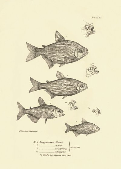 Zoologie: Darstellung des Fisches „Tetragonopterus Abramis, rutilus, scabripinnis, interruptus“ beschrieben von Charles Darwin während seiner Reise an Bord der Beagle. Tafel aus „The zoology of the voyage of H.M.S. Beagle under the command of Captain Fitzr von Unbekannter Künstler