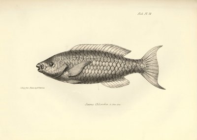 Zoologie: Darstellung des Fisches „Scarus Chlorodon“ beschrieben von Charles Darwin während seiner Reise an Bord der Beagle. Tafel aus „The zoology of the voyage of H.M.S. Beagle under the command of Captain Fitzroy during the years 1832-1836“ von Unbekannter Künstler