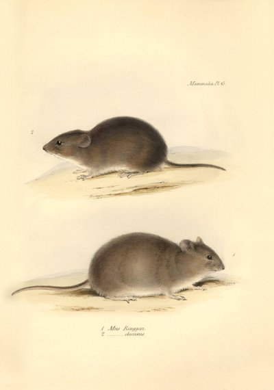 Zoologie: Die „Mus Renggeri“ und die „Mus obscurus“ (Ratten) beschrieben von Charles Darwin während seiner Erkundungsreise an Bord der Beagle. Tafel aus „The Zoology of the voyage of H.M.S. Beagle under the command of Captain Fitzroy during the years 1832  von Unbekannter Künstler
