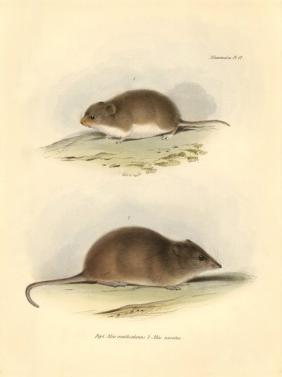 Zoologie: Die „Mus xanthorhinus“ oder Feldratte und „Mus nasutus“ beschrieben von Charles Darwin während seiner Erkundungsreise an Bord der Beagle. Tafel aus „The Zoology of the voyage of H.M.S. Beagle under the command of Captain Fitzroy during the years  von Unbekannter Künstler
