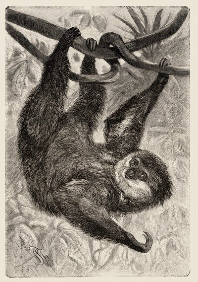 Zoologie: Unau oder Faultier beschrieben und illustriert von Carlo Vogt und Federico Specht in „Illustrierte Naturgeschichte: Säugetiere“ 1884 von Unbekannter Künstler