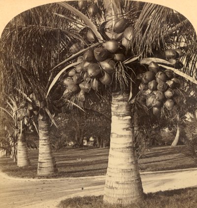 Kokospalmen im weißen Sand von Florida, USA, ca. 1900 von Underwood and Underwood