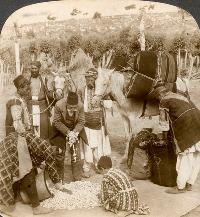 Experten kaufen Seidenkokons für den Export nach Frankreich, Antiochia, Syrien, 1900er Jahre von Underwood and Underwood
