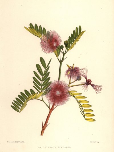 Flaschenbürste, Callistemon linearis (Calistemon linearis) von Unknown
