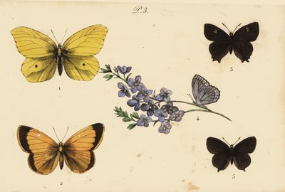 Zitronenfalter, Gonepteryx rhamni 1, Postillon, Colias croceus 2, Brauner Eichen-Zipfelfalter, Thecla betulae 3, Meleagers Bläuling, Polyommatus daphnis 4, und Pflaumen-Zipfelfalter, Satyrium pruni 5 von Unknown