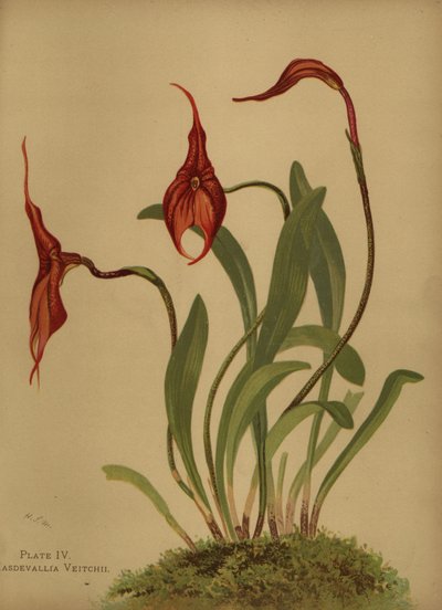 Veitchs Masdevallia oder König der Masdevallias, Masdevallia veitchiana von Unknown