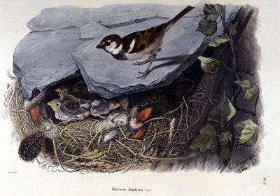 Tafel mit einem Spatz in der Nähe seines Nestes von Unknown artist