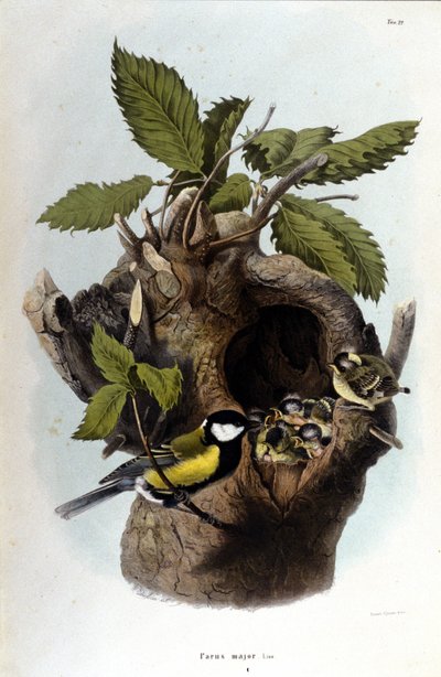 Tafel mit Darstellung eines Sperlings in der Nähe seines Nestes von Unknown artist