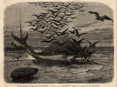 Ein kosmopolitisches Segelboot, der schnellste Fisch der Welt, dank seiner segelförmigen Flosse auf dem Rücken, am Ufer gestrandet und von Krähen angegriffen. Gravur zur Illustration der Geschichte Quatre mois en Florida, von M. Pousselgue, 1851-1852, verö von Unknown artist