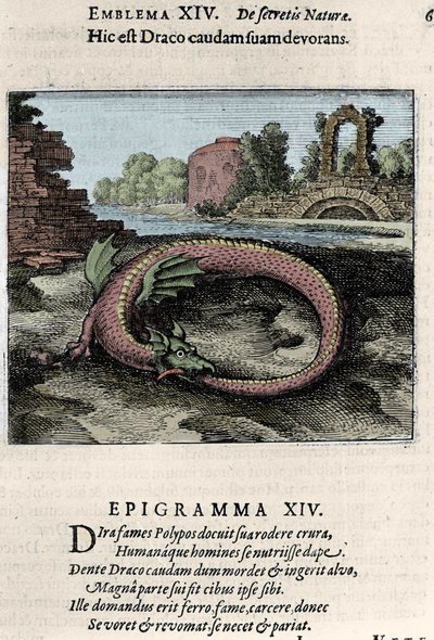 Ein Drache, der seinen Schwanz schlägt (oder Ouroboros (?)). Platte aus dem alchemistischen Werk „Atalanta fugiens hoc est Emblemata nova de secretis naturae chymica“ von Michel Maier (1568-1622) von Unknown artist