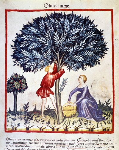 Ein Mann klettert auf einen Olivenbaum, um schwarze Oliven zu pflücken. Illumination aus dem Buch der Medizin und Diätetik „Tacuinum sanitatis“ von Unknown artist