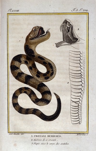 Eine Klapperschlange. Tafel aus einem Naturgeschichtswerk von Georges Louis Leclerc, Graf von Buffon (1707 - 1788). 19. Jahrhundert von Unknown artist