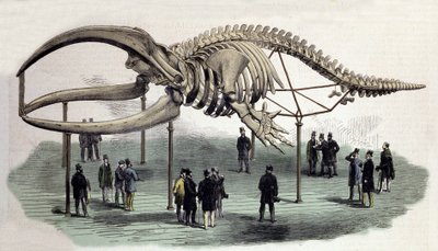 Ein Walskelett am Royal College of Surgeons in London. Gravur des 19. Jahrhunderts von Unknown artist