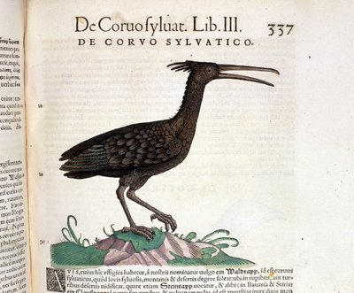 Ein wilder Rabe aus der Historia Animalium von Conrad Gesner, Tiguri 1560. Biblioteca nazionale Braidense. Mailand von Unknown artist