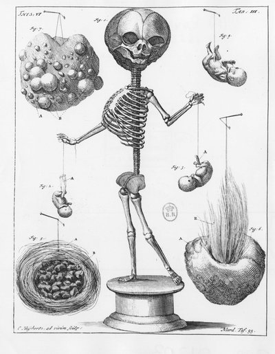 Anatomische Tafel, die ein Skelett darstellt, von Frederik Ruysch (1638-1731), niederländischer Anatom von Unknown artist