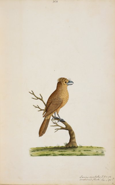 Vogel, möglicherweise eine Art Fliegenschnäpper. Noch nicht identifiziert, vielleicht eine Art Langschwanz-Seidenschnäpper, 