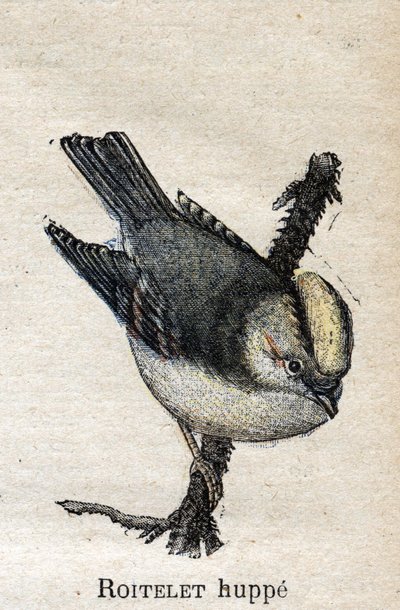 Nützliche Vögel für die Landwirtschaft: Goldhähnchen von Unknown artist