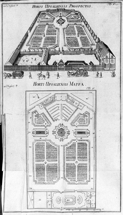 Botanischer Garten - HORTI UPSALIENSIS Perspektive und Plan. von Unknown artist