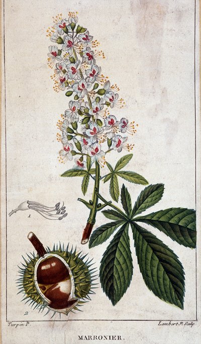 Botanische Tafel - Blumen, Blätter und Früchte des Kastanienbaums von Unknown artist
