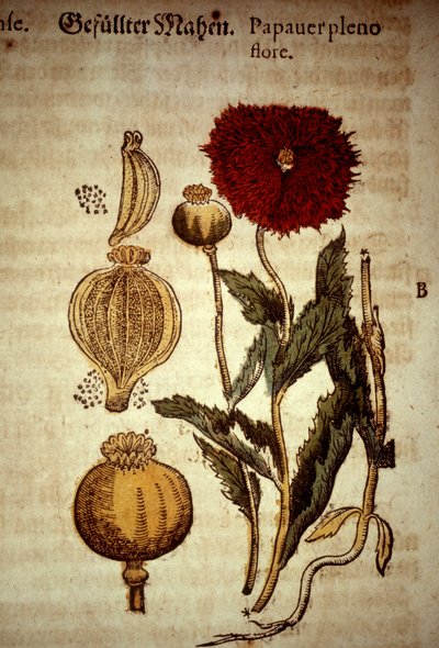 Botanische Tafel: Mohn. Nach „Kreutterbuch dess hocgeleherten und wettberühmten herrn (...)“ von Pietro Andrea Mattioli (Matthiole) (1500-1577). Frankfurt von Unknown artist
