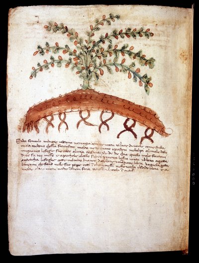 Botanische Tafel darstellend das Gras „feniculo maggiore“. Biblioteca comunale di Rimini. von Unknown artist