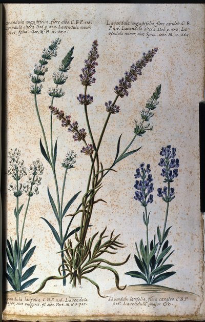 Botanische Tafel: Echter Lavendel (Lavandula angustifolia) und Speiklavendel (Lavandula latifolia) von Unknown artist