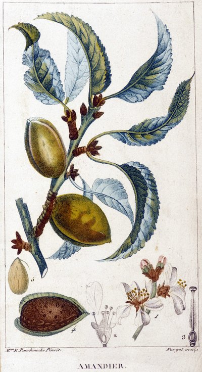 Zweig, Blüte und Frucht des Mandelbaums - botanische Tafel von Unknown artist