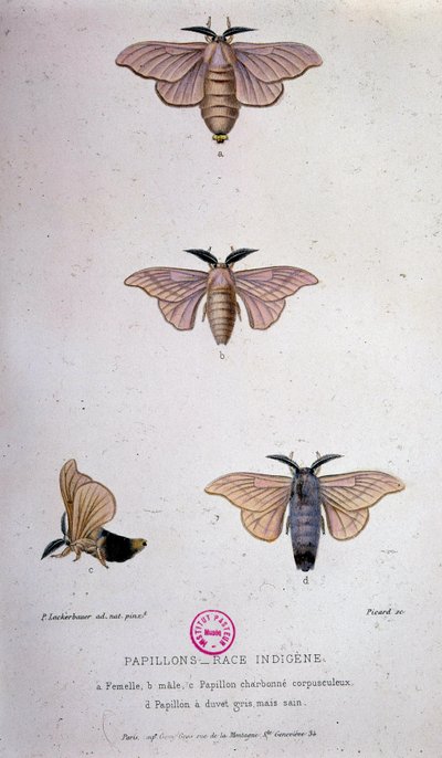 Schmetterlinge: Seidenraupenkrankheit - Studie von Pasteur von Unknown artist