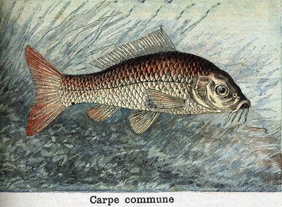 Karpfen Gemeinsame Gravur von 1898 von Unknown artist