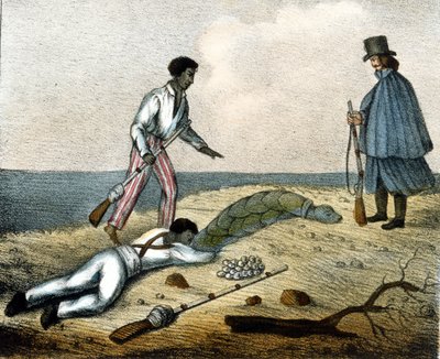 Sammeln von Schildkröteneiern. Gravur aus dem 19. Jahrhundert von Unknown artist