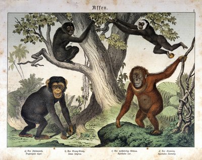 Schimpansen, Orang-Utan... - in „Naturgeschichte der Säugetiere“, ed. Schreiber, München von Unknown artist