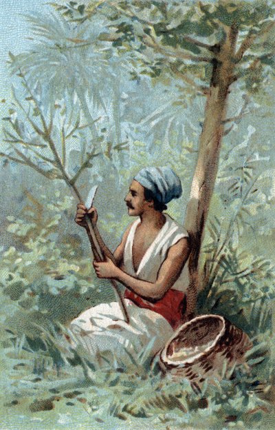 Zimtschale aus Ceylon. Chromolithographie aus dem späten 19. Jahrhundert. von Unknown artist