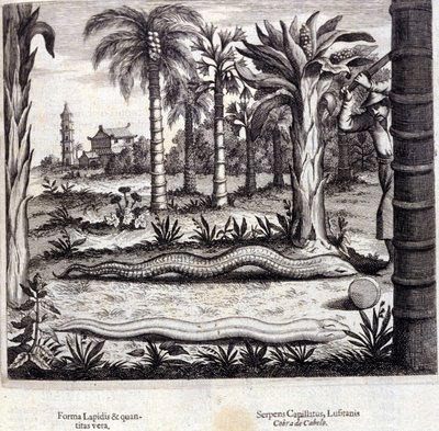 Kobra und Giftschlange aus Indien. „De China Monumenta“ von Athanasius Kircher (1601 - 1680), Jesuit, Orientalist und deutscher Gelehrter, Amsterdam 1667. von Unknown artist