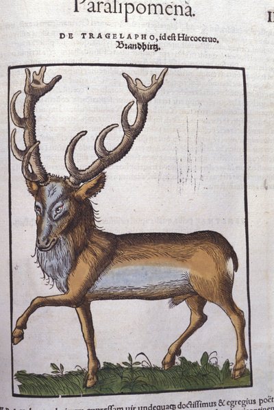 Hirsch nach Historiae animalium von Konrad Gesner, Tiguri von Unknown artist