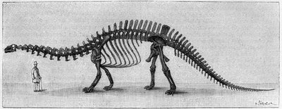 Dinosaurierskelett: „Brontosaurus excelsus“, März. Oberer Jura der Rocky Mountains. Reproduktion der Zeichnung, die von Herrn March an Albert Gaudry vom Institut übermittelt wurde. Gravur in „La Nature: revue des sciences et de leurs applications aux von Unknown artist