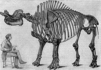 Dinosaurierskelett: „Brontops robustus“, März. Miozän der Rocky Mountains. Reproduktion der Zeichnung, die von Herrn March an Albert Gaudry vom Institut übermittelt wurde. Gravur in „La Nature: revue des sciences et de leurs applications aux arts et à l