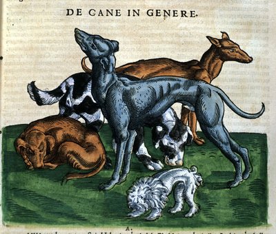 Hunde aus der Historia Animalium von Conrad Gesner, Tiguri 1560. Biblioteca nazionale Braidense. Mailand von Unknown artist