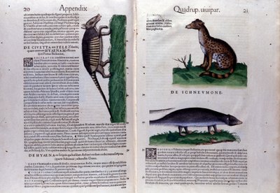 Doppelseite der Historia Animalium von Conrad Gesner (1516-1565), Tiguri von Unknown artist