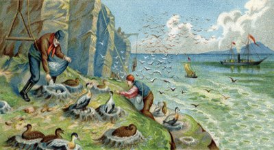Daunenproduktion in Neu-Semlja, Russland: Männer, die mit dem Sammeln von Eiern und Federn beauftragt sind, müssen die Felsen erklimmen, um die Nester zu erreichen. Chromolithographie aus dem 19. Jahrhundert von Unknown artist