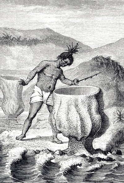 Gravur, die eine Art Schwamm namens Neptuns Becher darstellt von Unknown artist