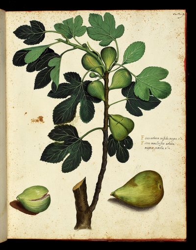 Feige und Feigenzweig, botanische Tafel aus einem Werk der Naturgeschichte über Früchte und Gemüse. Ulisse Aldrovandi Fonds, Universitätsbibliothek, ed. 1603. von Unknown artist