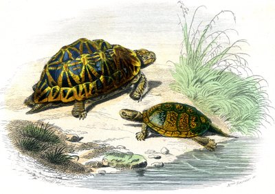 Geometrische Schildkröte (Testudo geometrica) und Gelbe Schildkröte von Unknown artist