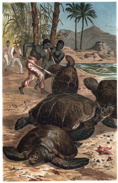 Grüne Meeresschildkröte oder Atlantische Schildkröte - Die Grüne Meeresschildkröte (Chelonia mydas) - Gravur aus „Brehms Tierleben“ von Alfred Edmund Brehm (1829-1884) von Unknown artist
