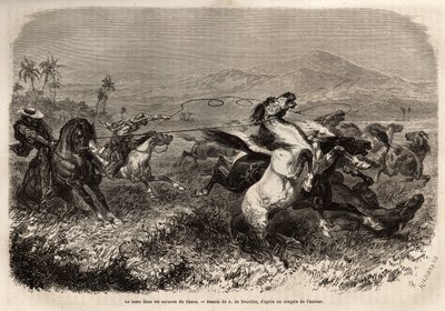 Herden von Maultieren und Pferden streifen frei in den Ebenen von Cauca (Kolumbien), Züchter gruppieren sich, um die Tiere mit dem Lasso (oder Zoga, langes Lederseil) zu fangen. Gravur zur Illustration der Reise nach Neugranada, von Dr. Saffray, 1869, verö von Unknown artist