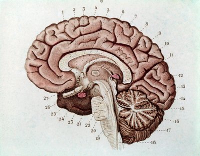 Menschliche Gehirnschnitt mit Großhirnhemisphären und Kleinhirn (Gravur) von Unknown artist