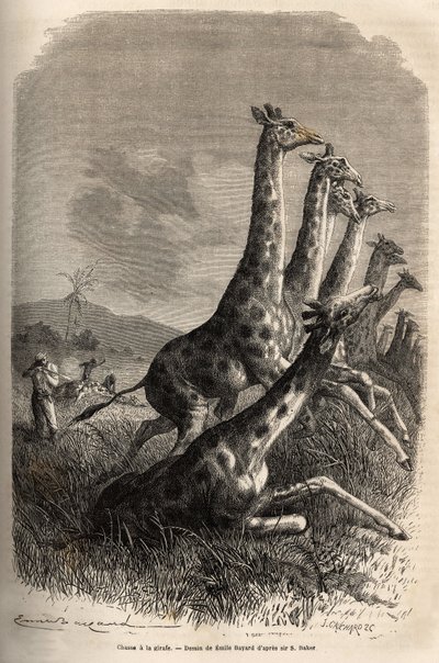 Jagd auf die Giraffe, der Erzähler schießt auf sein Wild und seine Führer vollenden den ersten Schuss auf die Giraffe. Gravur zur Illustration der Erforschung der abessinischen Nebenflüsse des Nils, von Sir Samuel W. Baker, 1861-62, veröffentlicht in „Le t von Unknown artist