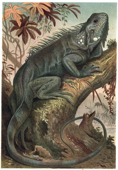 Leguan - Leguan (pflanzenfressende Echsen) - Gravur aus „Brehms Tierleben“ von Alfred Edmund Brehm (1829-1884) von Unknown artist