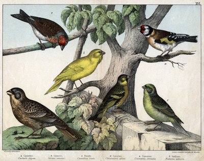 Illustration für „Naturgeschichte der Vögel“, Hrsg. Hoepli, Mailand von Unknown Artist