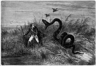 Vorfall in der Savanne bei einer Entenjagd. Auszug aus „Reise nach Französisch-Guayana“ von Frédéric Bouyer, Fregattenkapitän. Gravur in „L